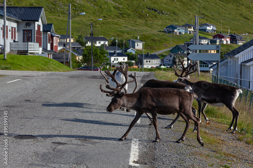 The reindeers crosses the highway in the Skarsvag village, Finnmark, Norway photo