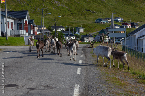 The herd of reindeers goes on the highway to the Skarsvag village, Finnmark, Norway