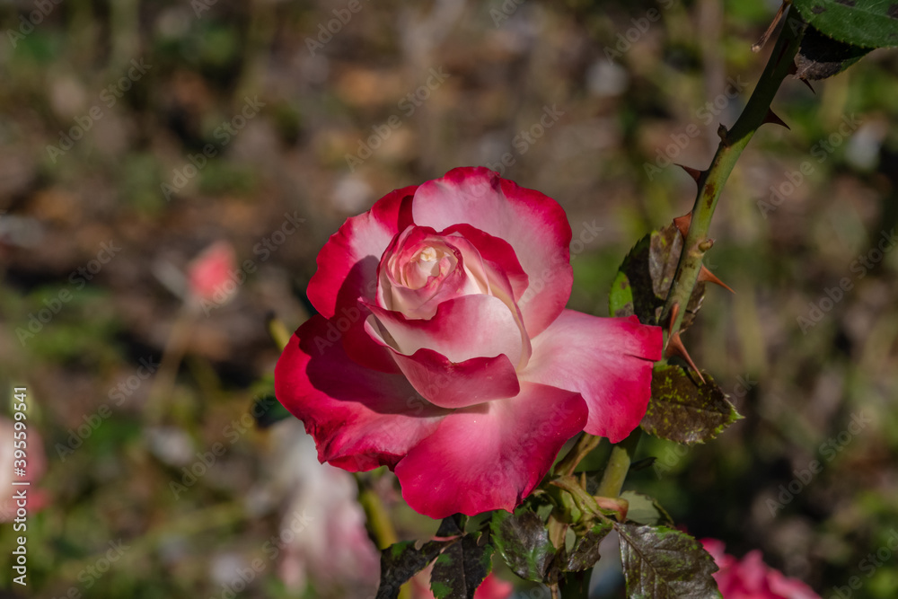 rose bicolore rose bicolore