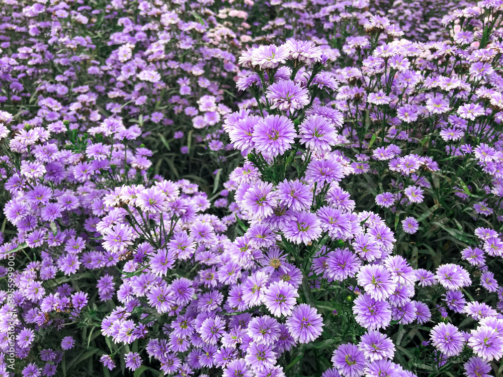 Purple Marguerite in the field