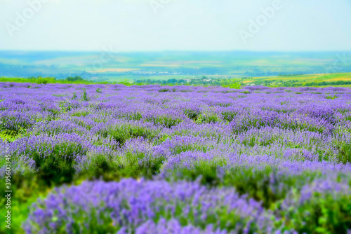 Lavender field in Moldova, close to Cobusca Noua. 