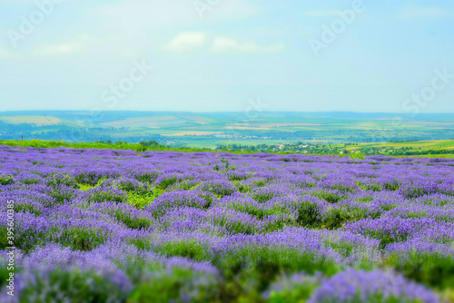 Lavender field in Moldova  close to Cobusca Noua.  