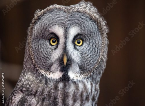 Closeup portrait of amazed great grey owl looking at the camera with beautiful yellow eyes and smart sight