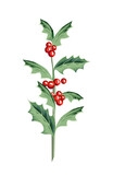 Illustration of Holly Branch