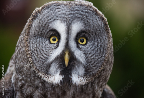 Closeup portrait of amazed great grey owl looking at the camera with beautiful yellow eyes and smart sight © Natalia