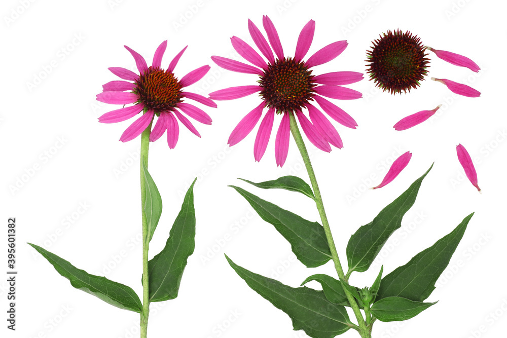 Echinacea flowers isolated on white background, flat lay Echinacea flowers isolated on white background, flat lay