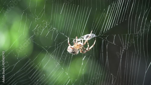 Spider with his booty fly on spider web on blurred green trees background. Macro insect video