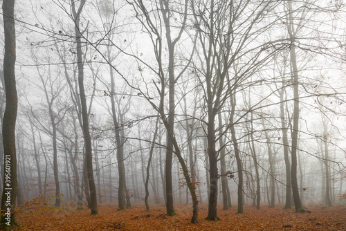 Autumn forest with a fog and morning glow