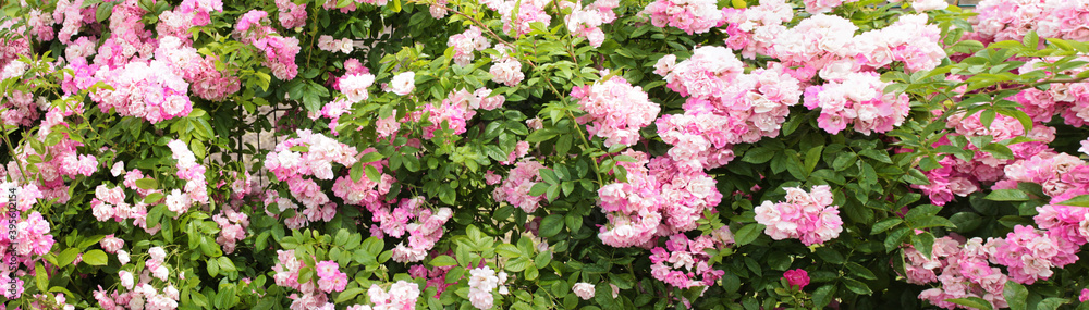 Panorama with roses - a beautiful rose bush basking in the sun Panorama with roses - a beautiful rose bush basking in the sun