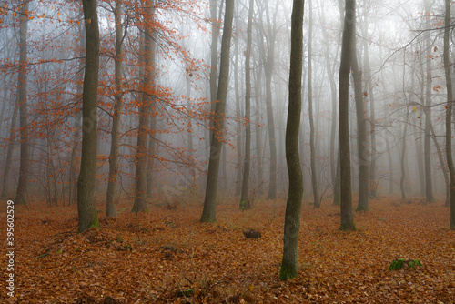 Autumn forest with a fog and morning glow