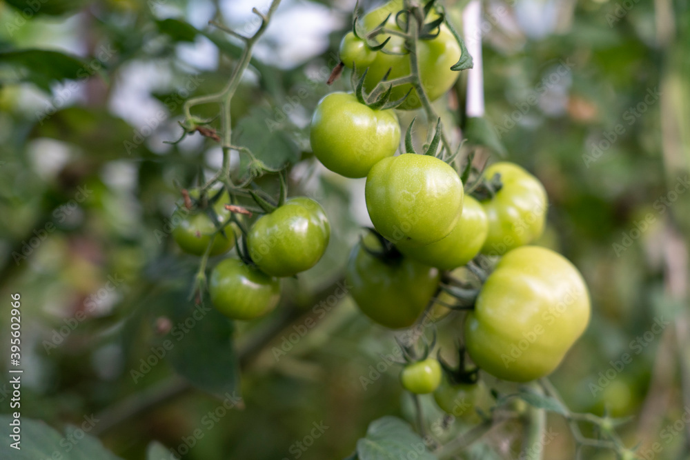 green tomatoes in the greenhouse, selective focusing, tinted image, growing different varieties of tomatoes in your garden, several bushes with green tomatoes