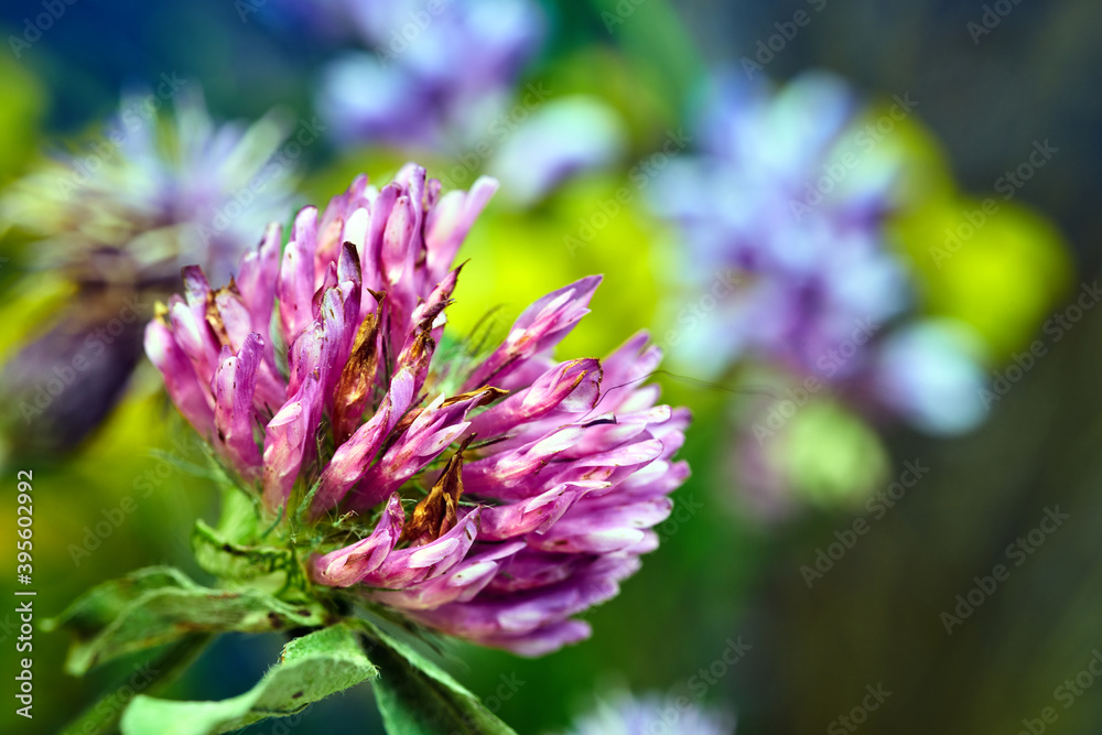 tiny flower of blooming red clover during autumn tiny flower of blooming red clover during autumn