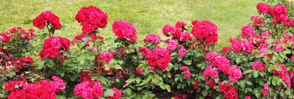  Texture for landscape designers. Panorama with a cortex of bright roses that flaunt after the morning rain