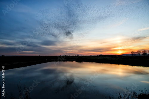 Starling murmurations. A large flock of starlings fly at sunset in the Netherlands. Hundreds of thousands starlings come together making big clouds to protect against birds of prey. 