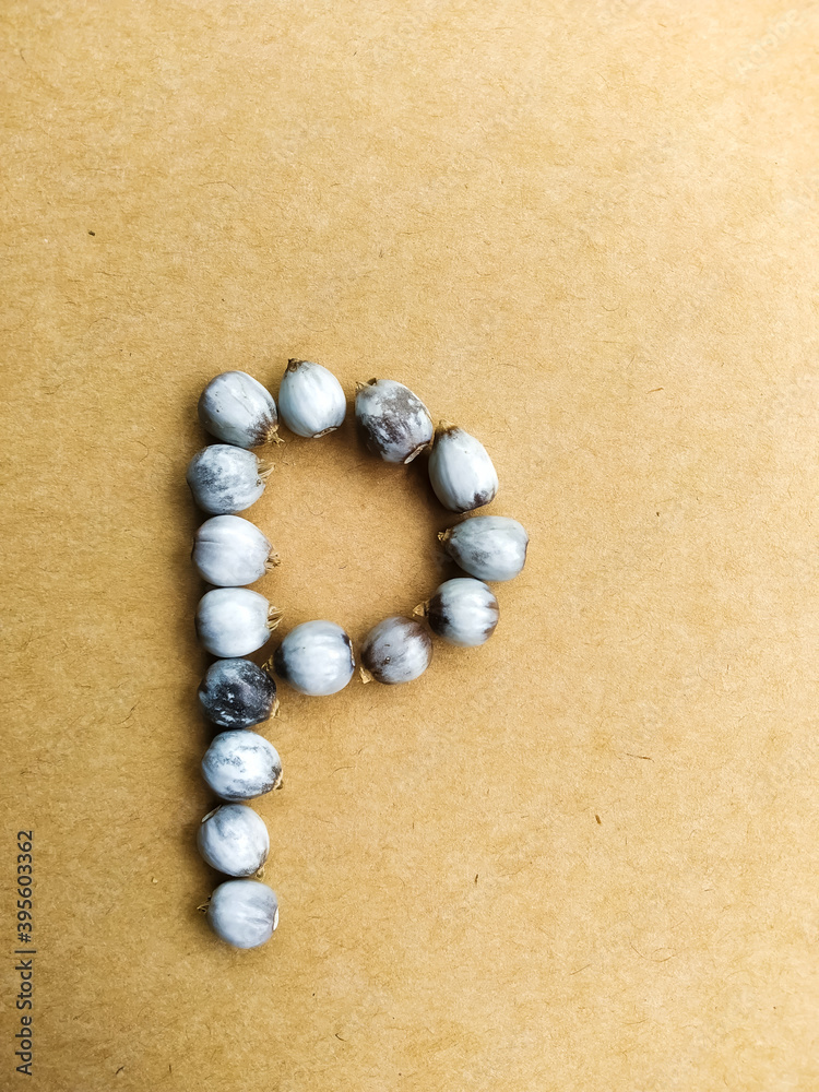 Seeds of Job's tears, scientific name Coix lacryma-jobi, arranged in a Seeds of Job's tears, scientific name Coix lacryma-jobi, arranged in a