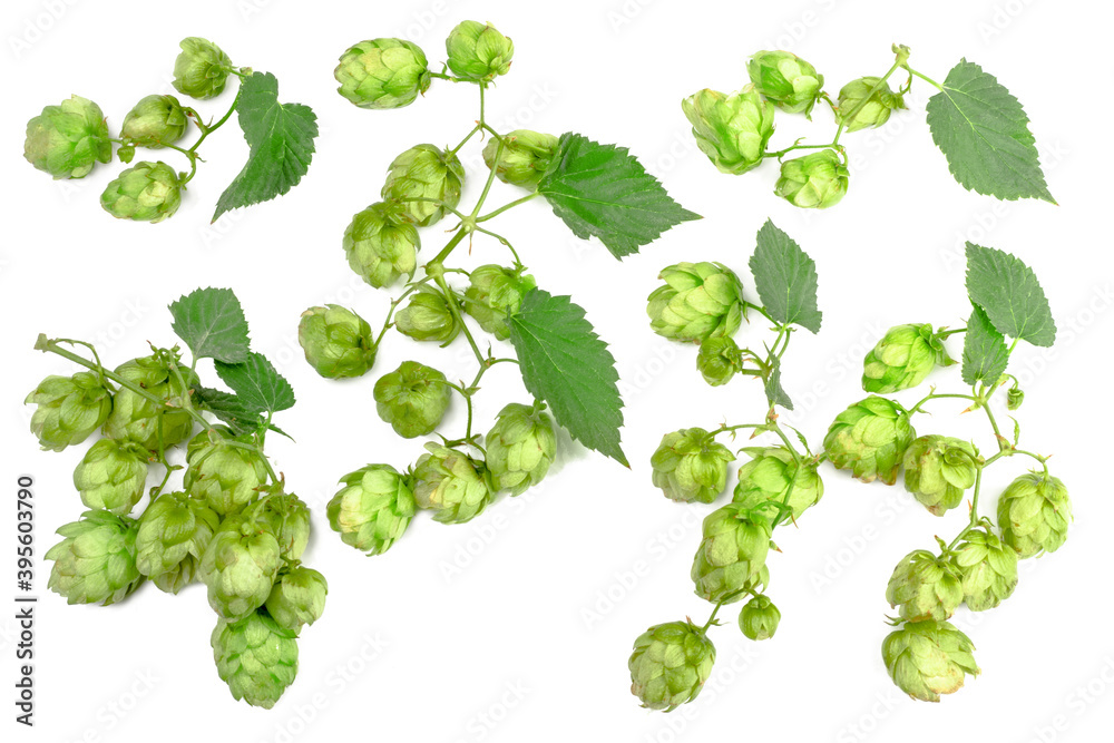 Hops isolated on white, top view Hops isolated on white, top view