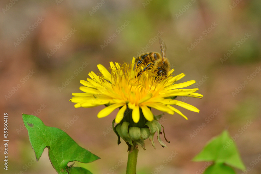 Honey bee collecting nectar from dandelion flower. Honey bee collecting nectar from dandelion flower.