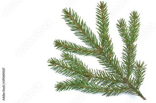 spruce branch isolated on a white textured background