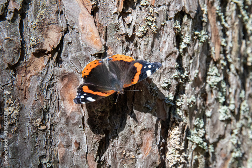 butterfly on tree