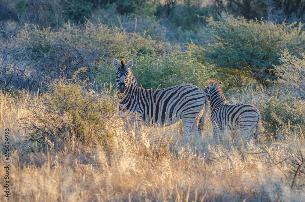 Naklejka premium Zwei Zebras in der freien Wildbahn von Namibia