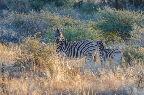 Zwei Zebras in der freien Wildbahn von Namibia
