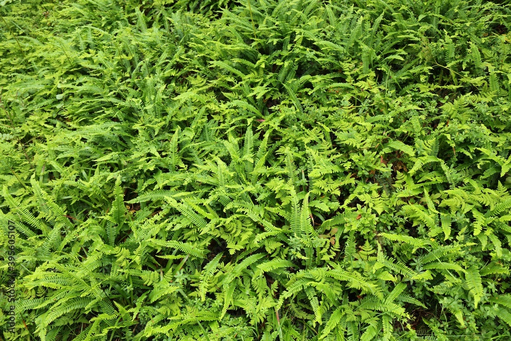 Fern background natural texture Fern background natural texture
