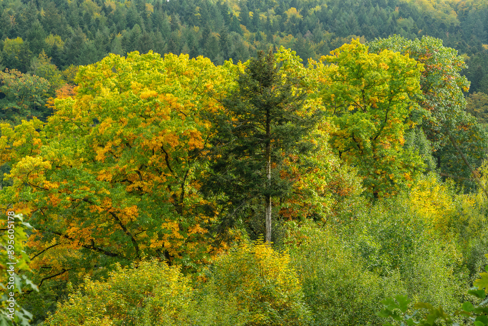 Herbstliche Landschaft im Schwarzwald