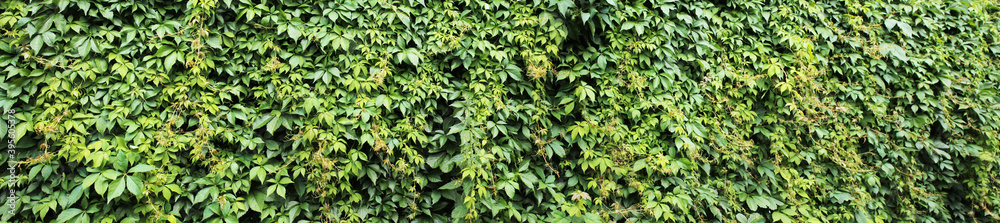 Texture for landscape designers. Panorama with a decorative ivy fence Rural landscape Texture for landscape designers. Panorama with a decorative ivy fence Rural landscape