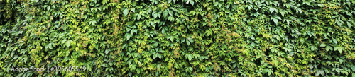 Panorama with a decorative ivy fence. Texture for landscape designers. Rural landscape © Stanislau Vyrvich