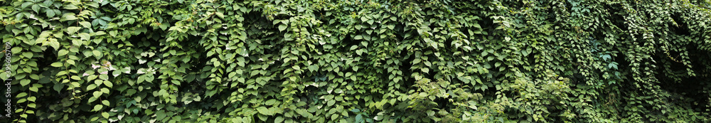 Rural landscape on a summer day. Panorama with a decorative ivy fence. Texture for landscape designers. Rural landscape on a summer day. Panorama with a decorative ivy fence. Texture for landscape designers.