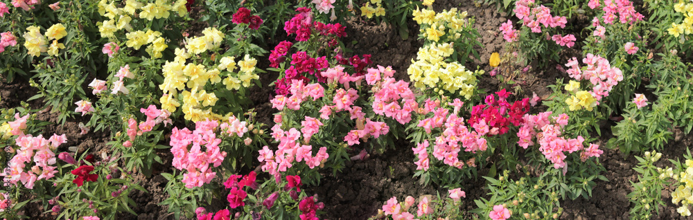 Texture for landscape designers. Panorama Pink Yellow Flowers Beautiful View Botanical Garden Texture for landscape designers. Panorama Pink Yellow Flowers Beautiful View Botanical Garden