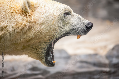 Принти на полотні A close shot of a roaring polar bear.