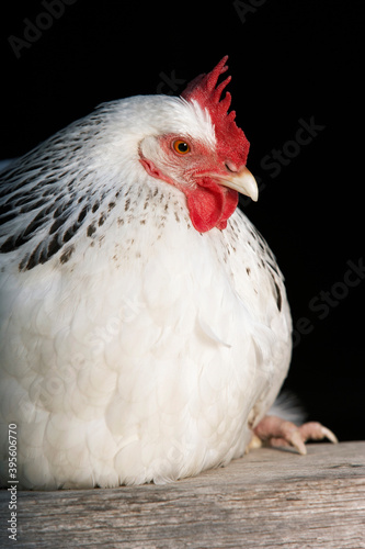 Chicken Sitting On Plank © moodboard