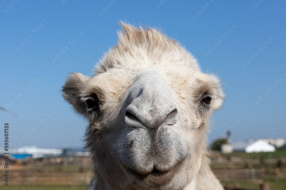 Fototapeta premium portrait of a camel