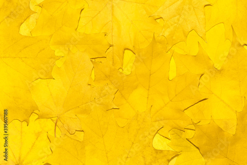 Background of autumn fallen maple leaves close-up. Yellow foliage texture.