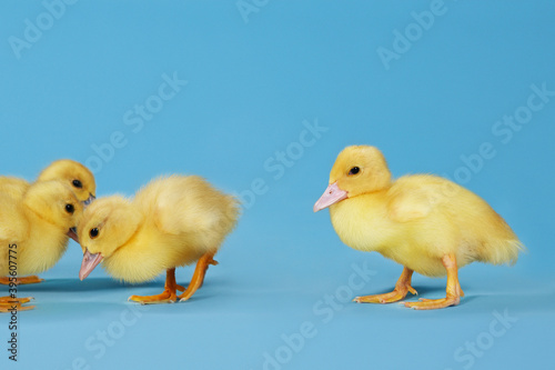 Ducklings On Blue Background
