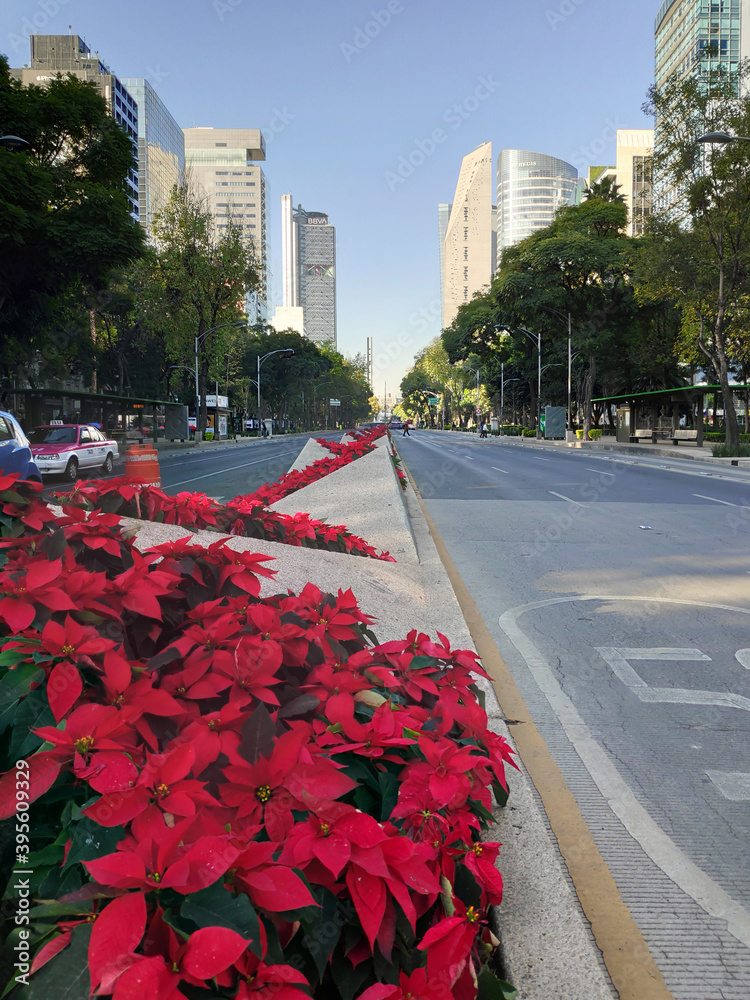 Detalle de las flores de pascua o nochebuena que adornan el Paseo de la  Reforma, en la Ciudad de México, con motivo de las fiestas de navidad.  Stock Photo | Adobe Stock