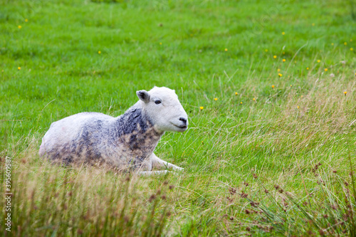 Sheep relaxing in field