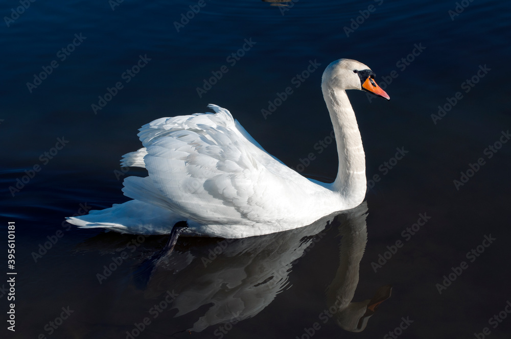 Fototapeta premium A white majestic swan floats in front of a wave of water. Young swan in the middle of the water. Drops on a wet head.