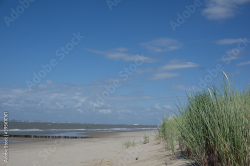Fototapeta Naklejka Na Ścianę i Meble -  dunes on the beach in summer
