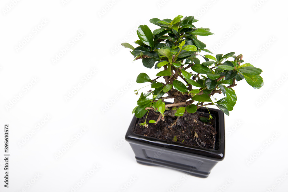 Potted plant against white background