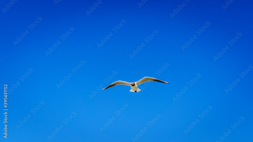 a seagull in the bright blue sky in summer
a seagull in the bright blue sky in summer
