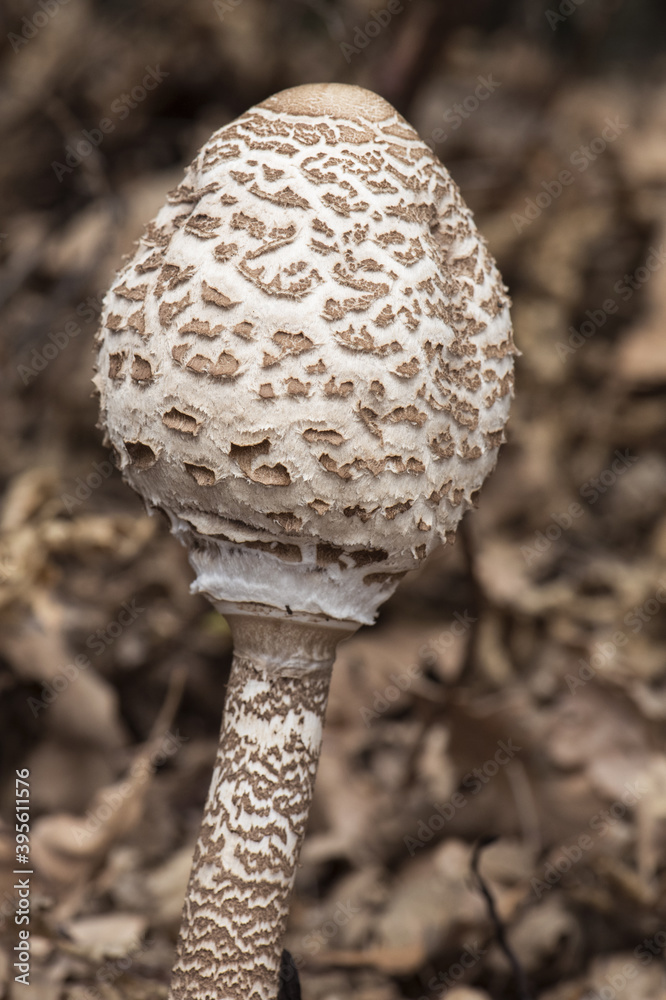 Macrolepiota procera Parasol mushroom large edible mushroom with cap and foot covered by brown hairy scales and chicken foot appearance Macrolepiota procera Parasol mushroom large edible mushroom with cap and foot covered by brown hairy scales and chicken foot appearance