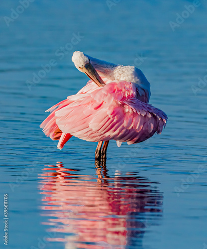 Bright pink roseate spoonbill preening is colorful feathers