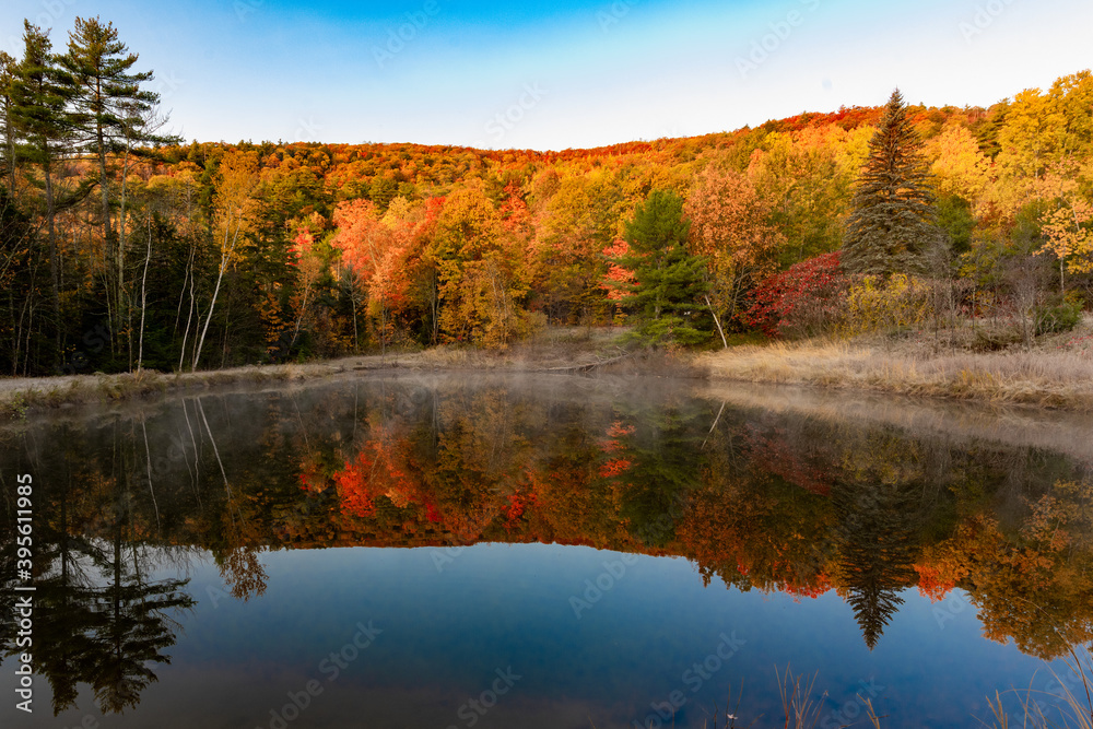 autumn in the forest