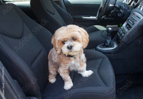 Fotografie Lhasa Apso dog sitting on the front seat of a car