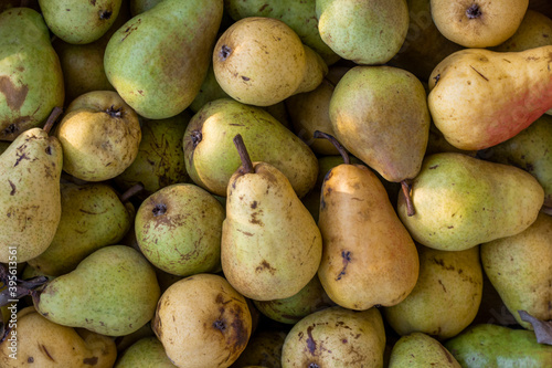 Fresh and juicy pears harvest. Pears background  top view.