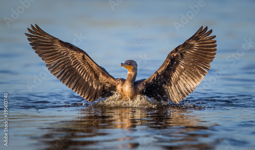 Cormorant sinks into water after landing with wings spread wide