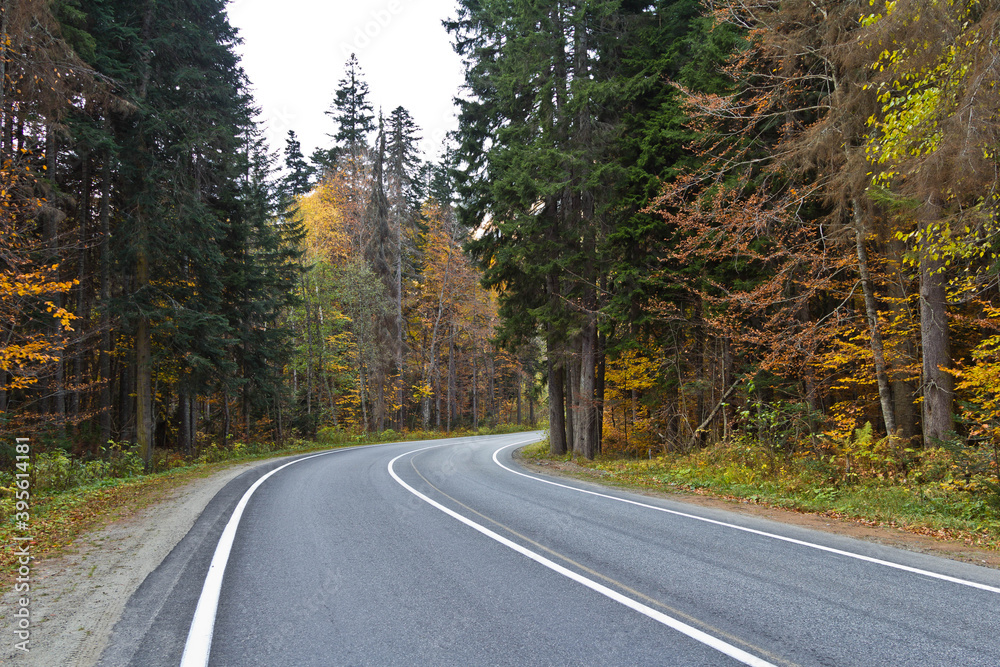 road in autumn forest road in autumn forest