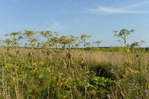 Sosnowsky hogweed (Latin Heracleum sosnowskyi) in the Moscow region photo